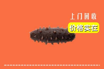 揭阳榕城区回收海参